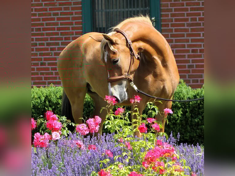 Duitse rijpony Merrie 3 Jaar 154 cm Palomino in Rehburg-Loccum M&#xFC;nchehagen