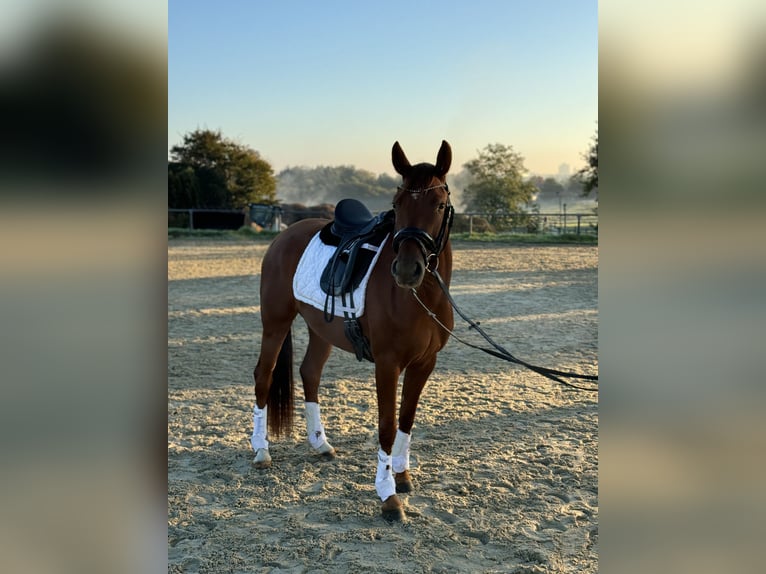 Duitse rijpony Merrie 3 Jaar 154 cm Vos in Dortmund