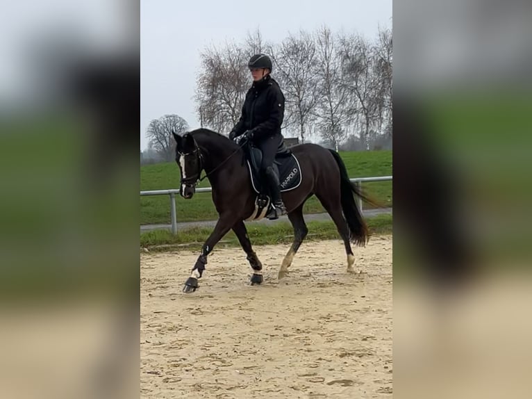 Duitse rijpony Merrie 3 Jaar 154 cm Zwart in Schöppingen