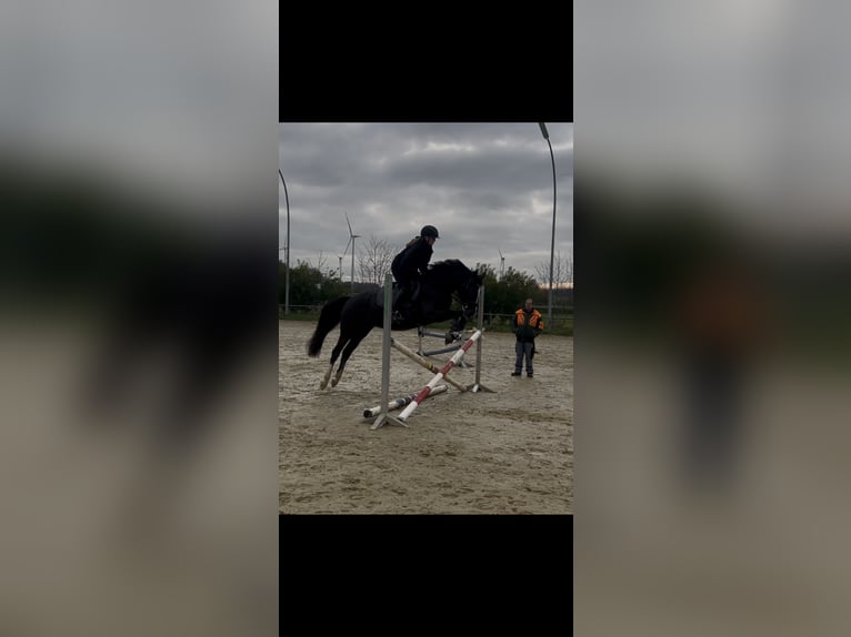 Duitse rijpony Merrie 3 Jaar 154 cm Zwart in Schöppingen