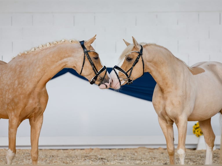 Duitse rijpony Merrie 3 Jaar 155 cm Palomino in Marsberg