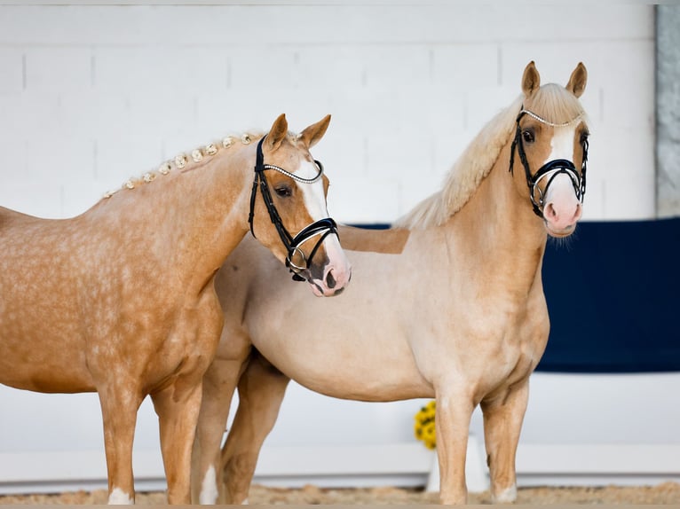 Duitse rijpony Merrie 3 Jaar 155 cm Palomino in Marsberg