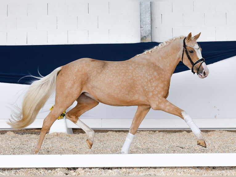 Duitse rijpony Merrie 3 Jaar 155 cm Palomino in Marsberg