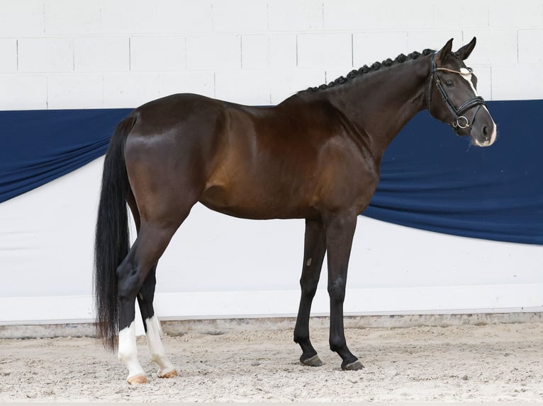 Duitse rijpony Merrie 3 Jaar 156 cm Zwart in Marsberg