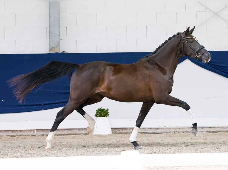 Duitse rijpony Merrie 3 Jaar 156 cm Zwart in Marsberg