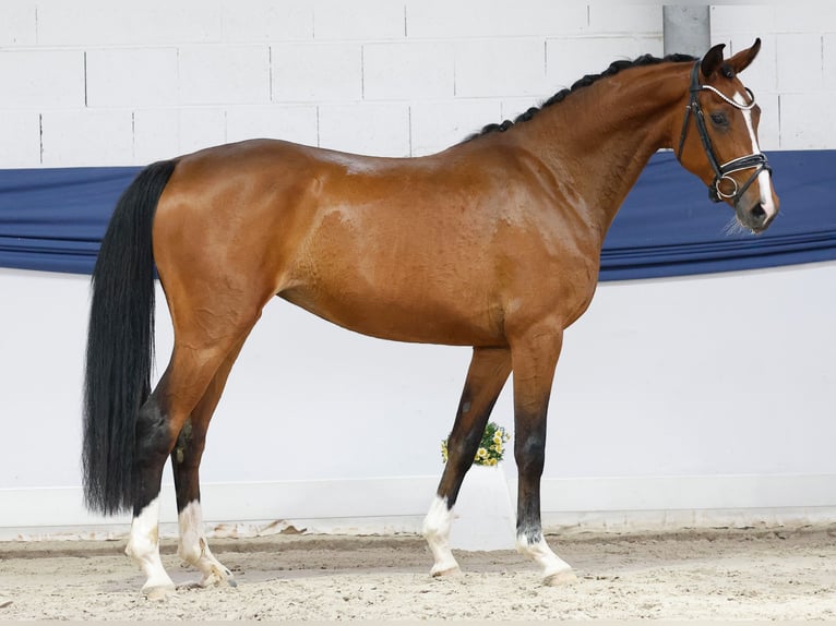 Duitse rijpony Merrie 3 Jaar 157 cm Bruin in Marsberg