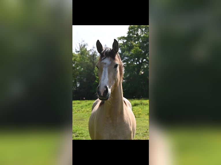 Duitse rijpony Merrie 3 Jaar 158 cm Falbe in Varel
