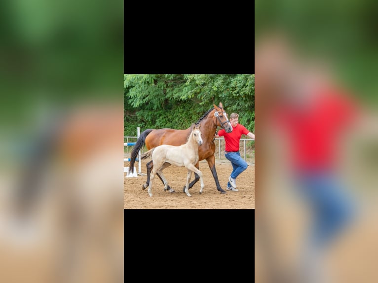 Duitse rijpony Merrie 3 Jaar 158 cm Falbe in Varel