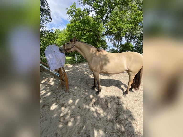 Duitse rijpony Merrie 3 Jaar 158 cm Falbe in Varel