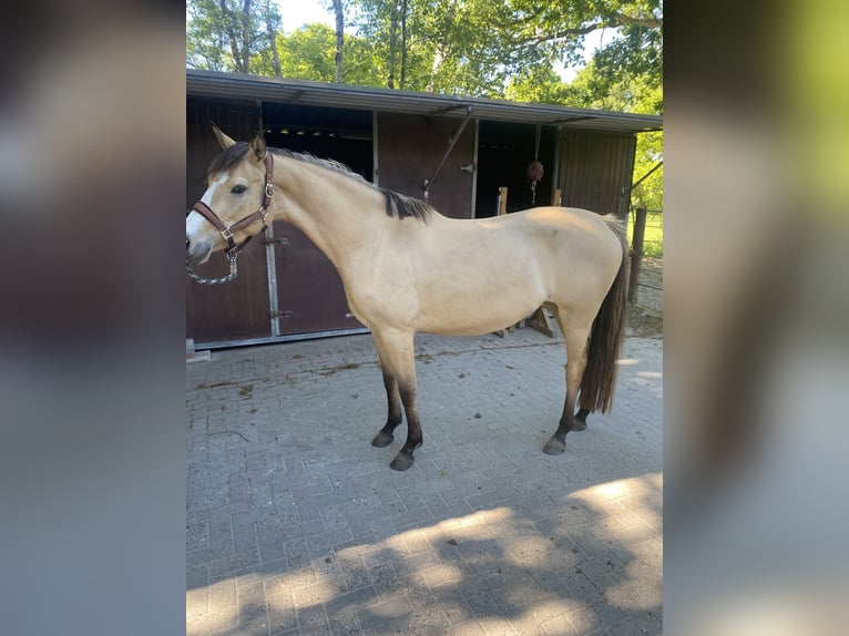 Duitse rijpony Merrie 3 Jaar 158 cm Falbe in Varel