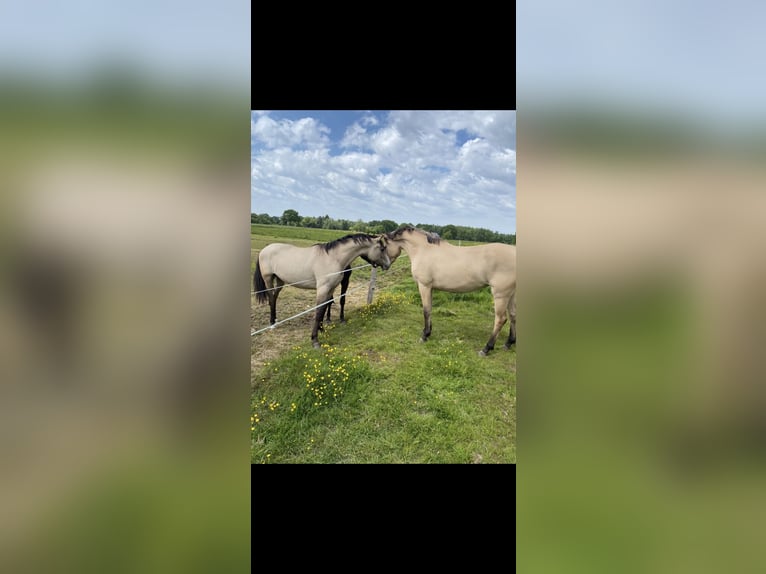 Duitse rijpony Merrie 3 Jaar 158 cm Falbe in Varel