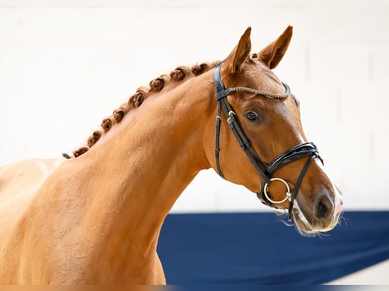 Duitse rijpony Merrie 3 Jaar 159 cm Vos in Marsberg