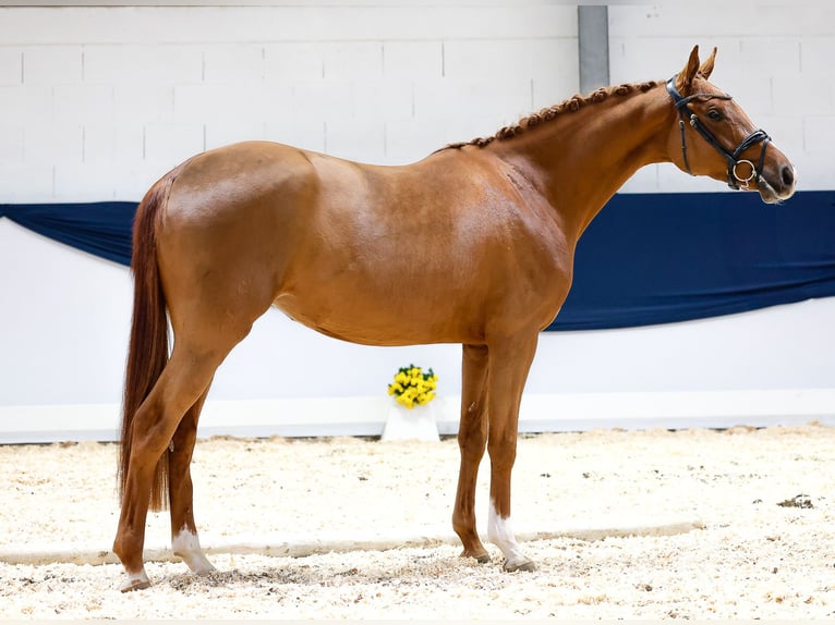 Duitse rijpony Merrie 3 Jaar 159 cm Vos in Marsberg