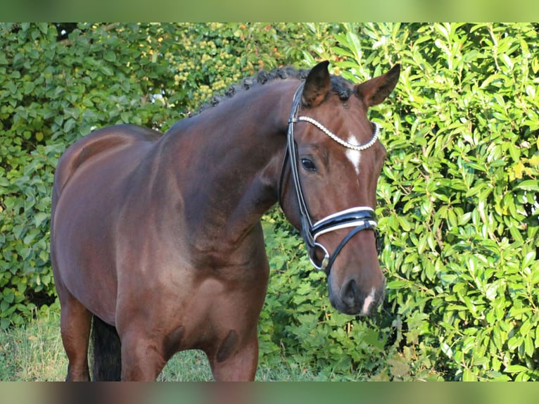 Duitse rijpony Merrie 3 Jaar 161 cm Bruin in Recke, bei Osnabrück