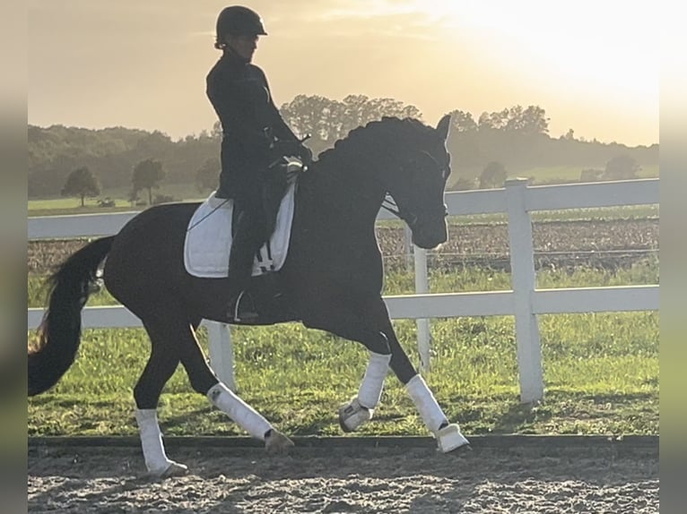 Duitse rijpony Merrie 3 Jaar 161 cm Bruin in Recke, bei Osnabrück