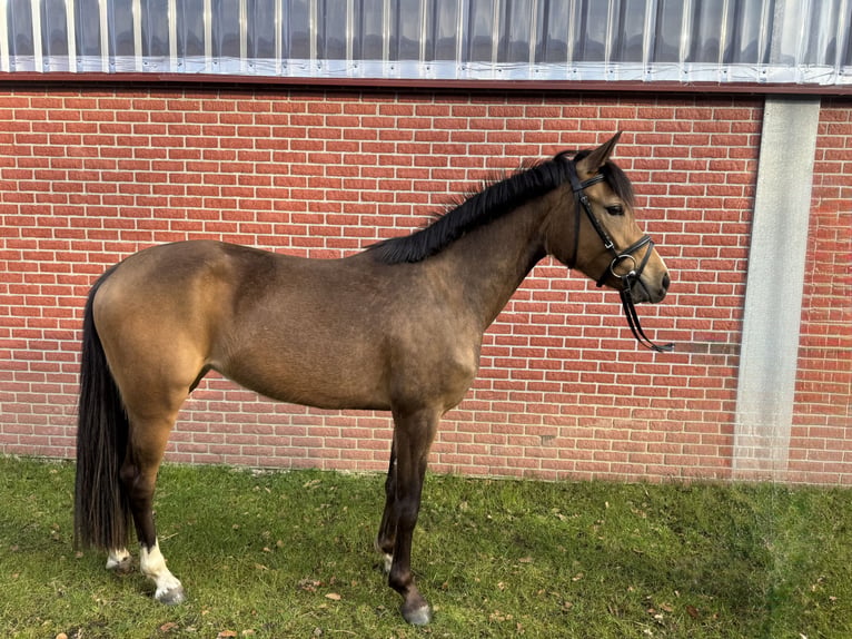 Duitse rijpony Merrie 3 Jaar Falbe in Warendorf