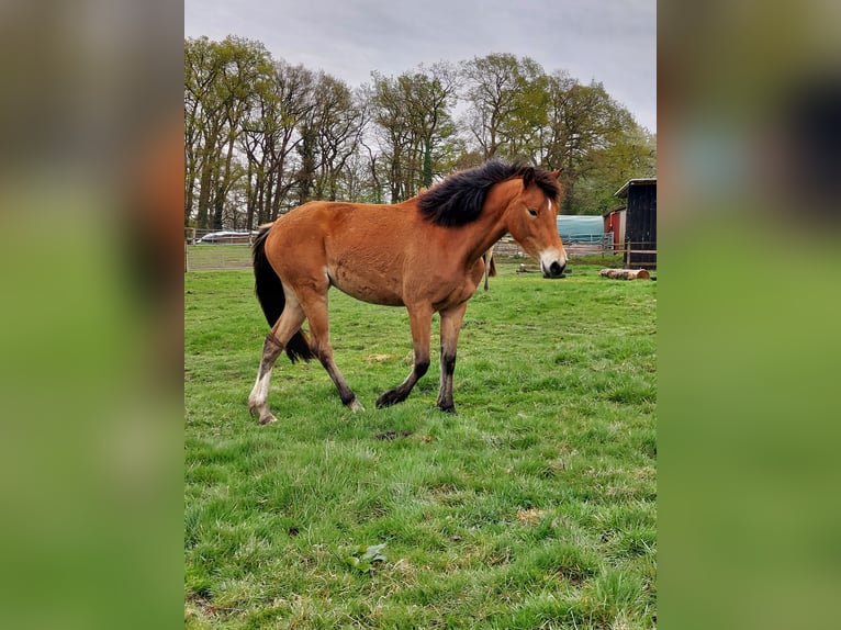 Duitse rijpony Merrie 3 Jaar in Ritterhude