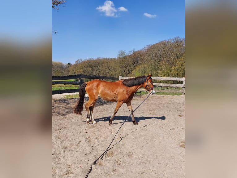 Duitse rijpony Merrie 3 Jaar in Ritterhude