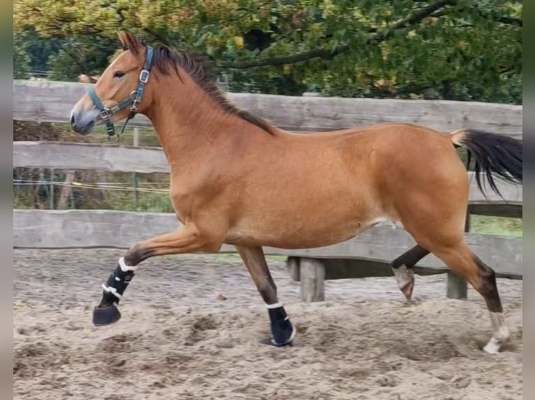 Duitse rijpony Merrie 3 Jaar in Ritterhude