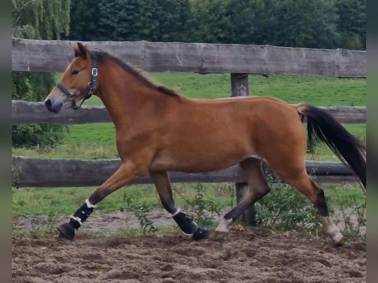 Duitse rijpony Merrie 3 Jaar in Ritterhude