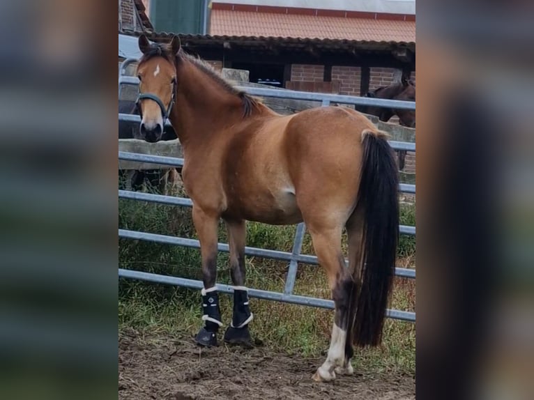Duitse rijpony Merrie 3 Jaar in Ritterhude