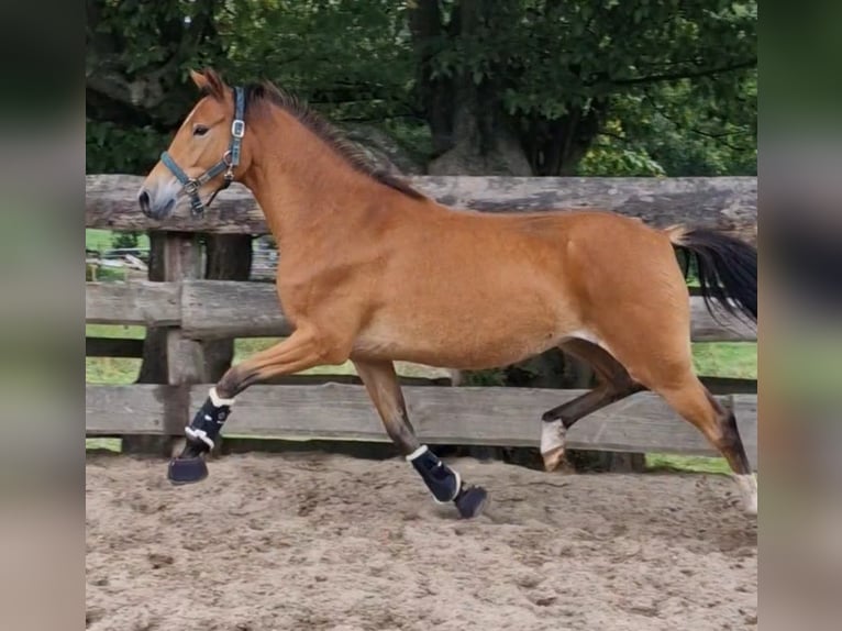 Duitse rijpony Merrie 3 Jaar in Ritterhude