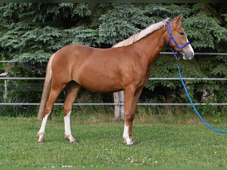 Duitse rijpony Merrie 3 Jaar Vos in Reichenwalde