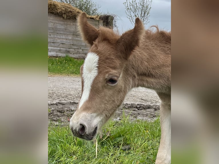 Duitse rijpony Merrie 3 Jaar Vos in Bad Endorf