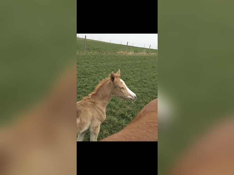 Duitse rijpony Merrie 3 Jaar Vos in Bad Endorf