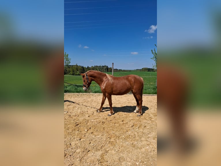 Duitse rijpony Merrie 3 Jaar Vos in Bad Endorf