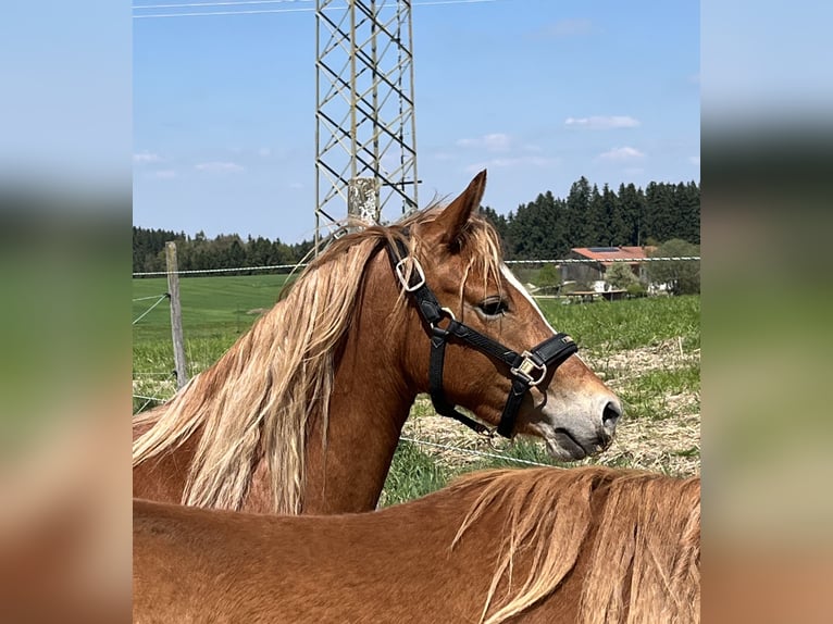 Duitse rijpony Merrie 3 Jaar Vos in Bad Endorf