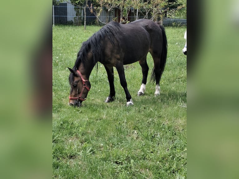 Duitse rijpony Merrie 4 Jaar 133 cm Donkerbruin in Hohenleipisch