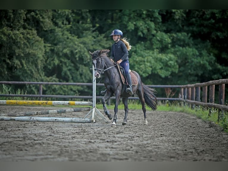 Duitse rijpony Merrie 4 Jaar 133 cm Zwart in Schuby