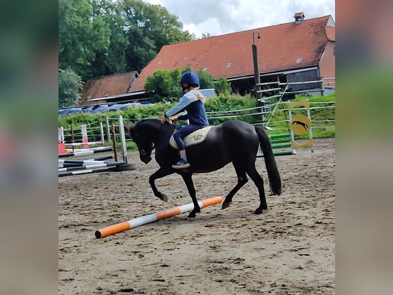 Duitse rijpony Merrie 4 Jaar 135 cm Zwart in Hepstedt