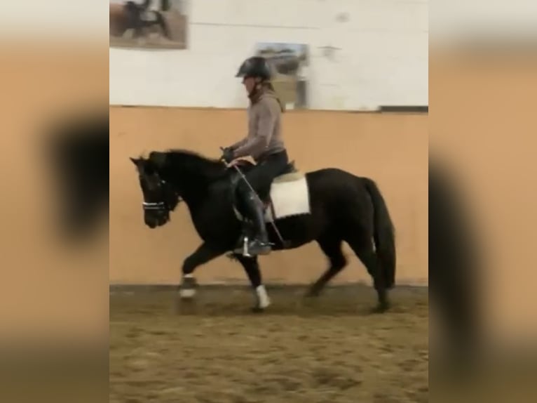 Duitse rijpony Merrie 4 Jaar 135 cm Zwart in Hepstedt