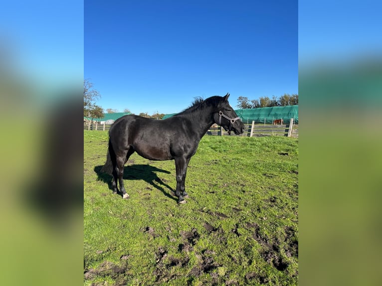 Duitse rijpony Merrie 4 Jaar 138 cm Zwart in Risum-Lindholm