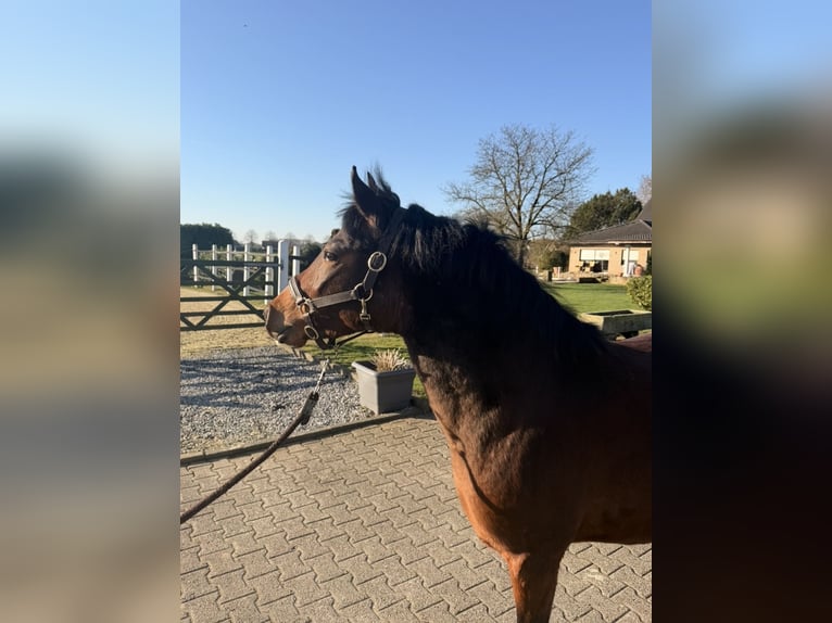 Duitse rijpony Merrie 4 Jaar 140 cm Bruin in Nordwalde