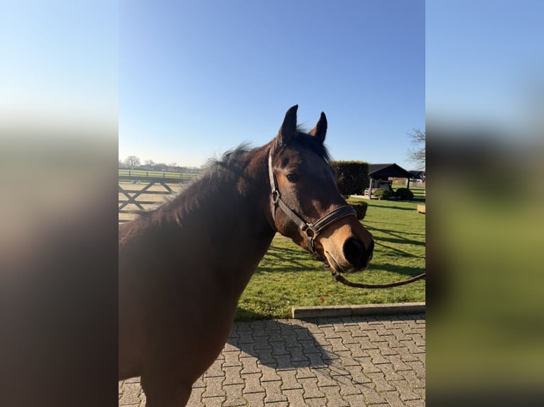 Duitse rijpony Merrie 4 Jaar 140 cm Bruin in Nordwalde