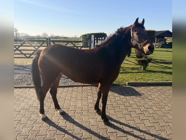 Duitse rijpony Merrie 4 Jaar 140 cm Bruin in Nordwalde