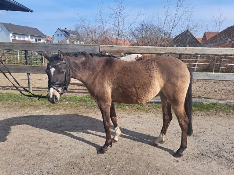 Duitse rijpony Merrie 4 Jaar 140 cm Falbe in Bockenem