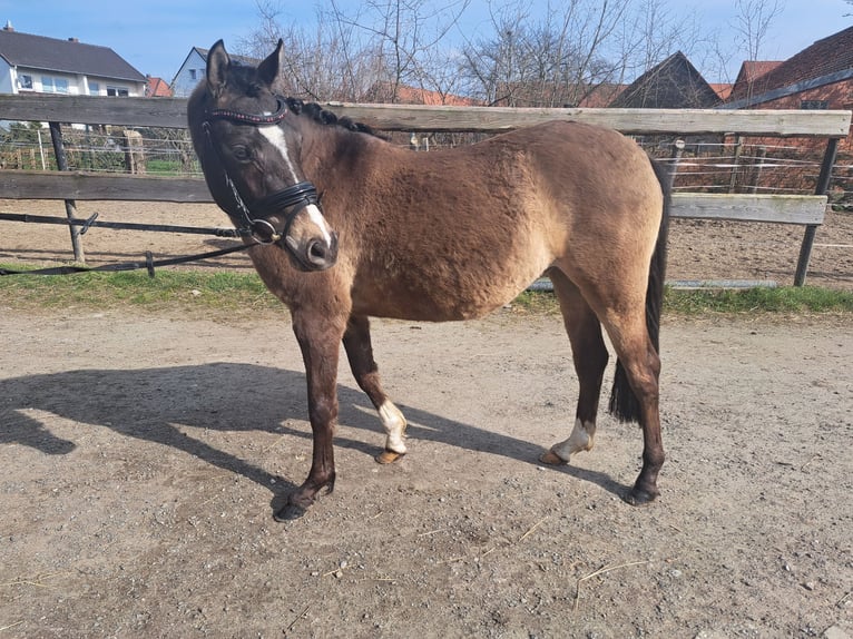 Duitse rijpony Merrie 4 Jaar 140 cm Falbe in Bockenem