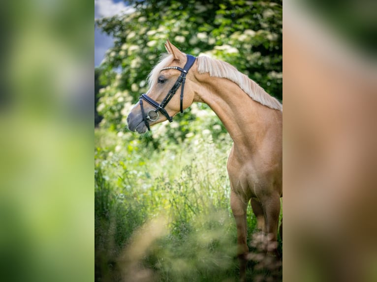 Duitse rijpony Merrie 4 Jaar 140 cm Red Dun in Bramsche