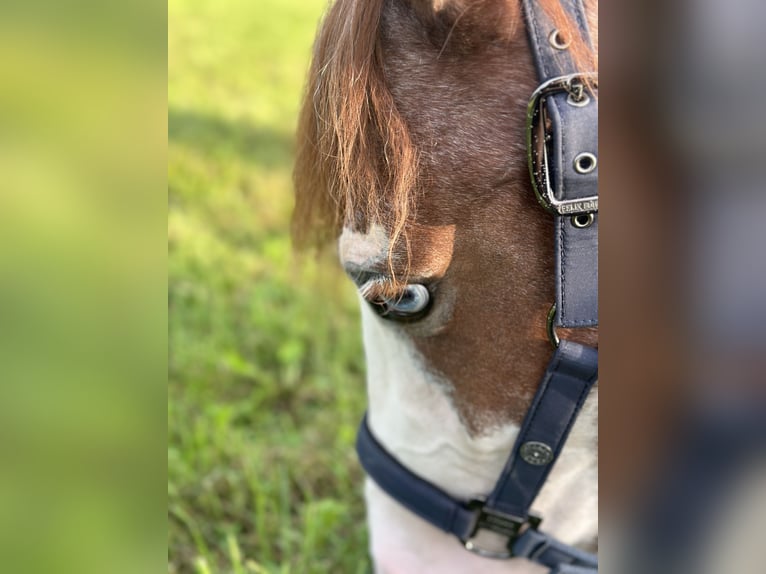 Duitse rijpony Merrie 4 Jaar 140 cm Rood schimmel in Altusried