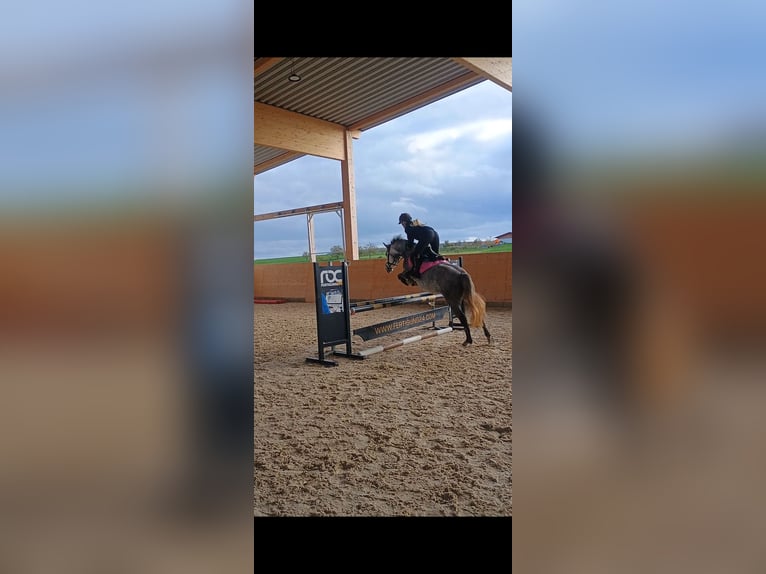 Duitse rijpony Merrie 4 Jaar 140 cm Schimmel in Schwaigern