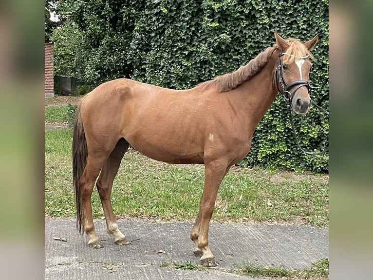 Duitse rijpony Merrie 4 Jaar 140 cm Vos in Suhlendorf