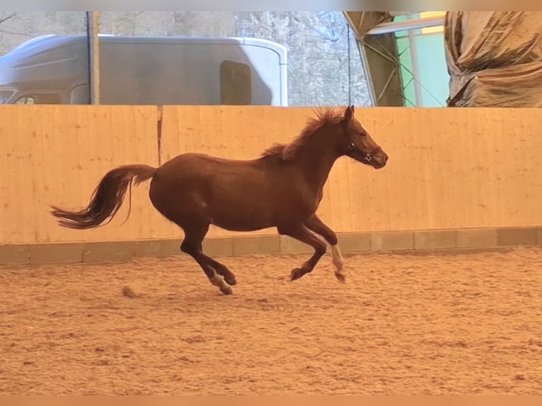 Duitse rijpony Merrie 4 Jaar 140 cm Vos in Harsdorf
