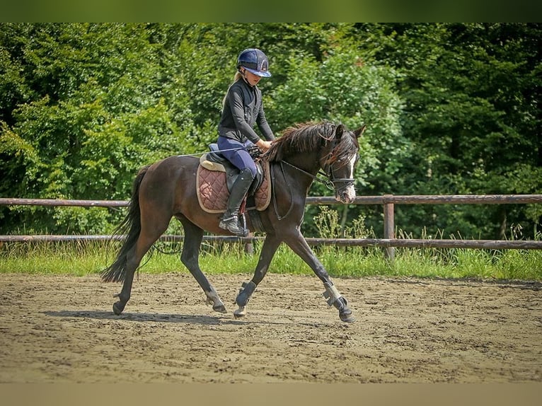 Duitse rijpony Merrie 4 Jaar 140 cm Zwart in Schuby