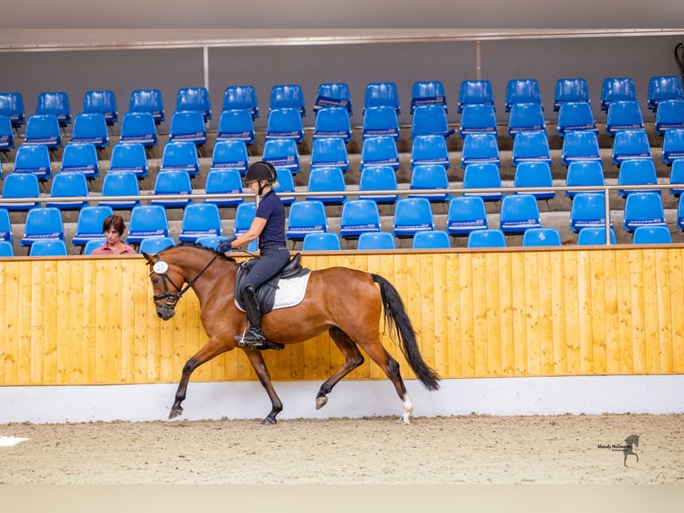 Duitse rijpony Merrie 4 Jaar 142 cm Bruin in Westerstede