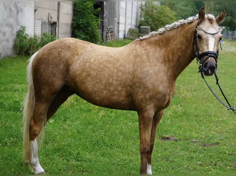 Duitse rijpony Merrie 4 Jaar 142 cm Palomino in Treuenbrietzen