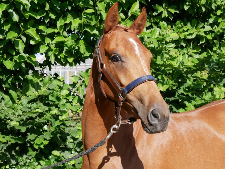 Duitse rijpony Merrie 4 Jaar 142 cm Vos in Dorsten